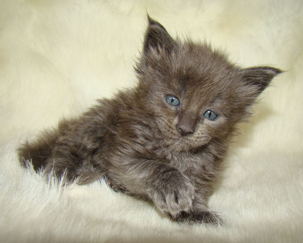     Catsvill County!   !    !       !!!    Catsvill County +7-926-544-74-09     .   ,   ,   ,    ,   ,  ,     ,   -,    ,   !